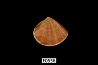 藏品(文蛤)的圖片